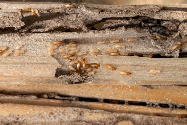Best Pest Control Near Me  in Madison, NC